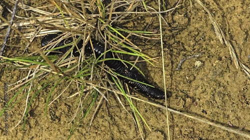 Leech crawling through wet sandy habitat filmed in macro with visible sucker movements and segmented body structure
