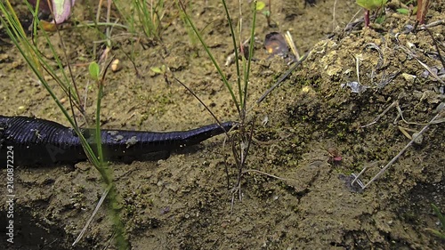 Medicinal leech searching for water while moving across sandy soil filmed in macro with detailed view of body structure
