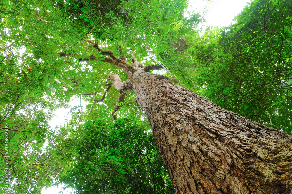 Fototapeta premium Towering Majesty: A magnificent tree reaching towards the sky, its ancient bark and lush green canopy create a sense of awe and wonder in this natural forest setting.