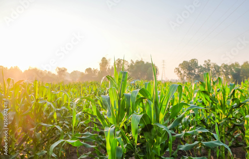 Konstfotografi Cornfield Sunrise: Lush green corn stalks reach for the sky in a vast field under a soft, hazy sunrise, hinting at a bountiful harvest and the promise of a new day