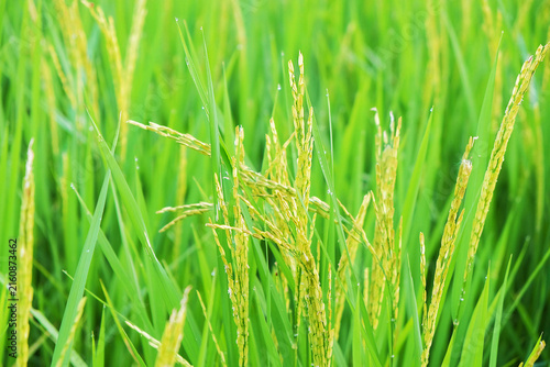 Fotografía Golden Grains: A close-up shot showcases the lush, vibrant green stalks of a rice paddy, with delicate golden grains beginning to emerge, promising a bountiful harvest