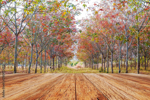 Autumnal Alley: A picturesque pathway lined with trees showcasing vibrant autumn foliage leads to a vanishing point, with a wooden deck in the foreground offering a rustic view.