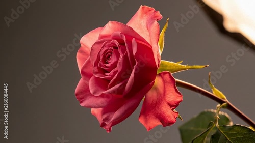 A stunning close up of a vibrant pink rose blossom; its velvety petals unfold beautifully against a dark background; perfect for romantic or nature themed designs