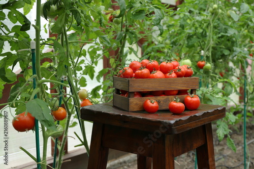 Obraz na plátně In the greenhouse, on a wooden pedestal, against the backdrop of tomato plants, a harvest of ripe tomatoes is placed in a wooden crate