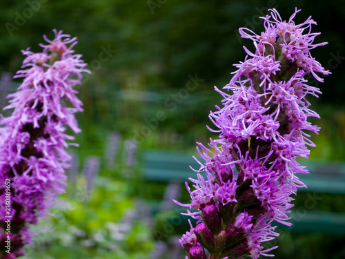 Foto Purple blazing star flower spikes