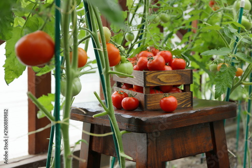 Obraz na plátně In the greenhouse, on a wooden pedestal, against the backdrop of tomato plants, a harvest of ripe tomatoes is placed in a wooden crate