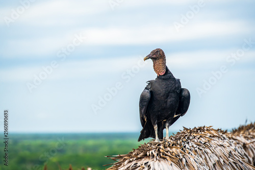 Obraz na płótnie Black vulture on thatched roof in Ek Balam, Yucatan