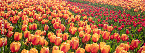 Orange and red tulips blooming in the field in spring. Spring nature background