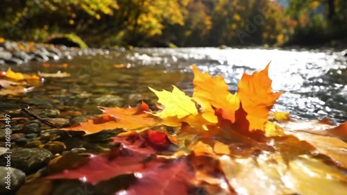 Autumn maple leaves floating in a shallow river, illuminated by warm sunlight, with sparkling water and colorful forest foliage creating a peaceful seasonal scene