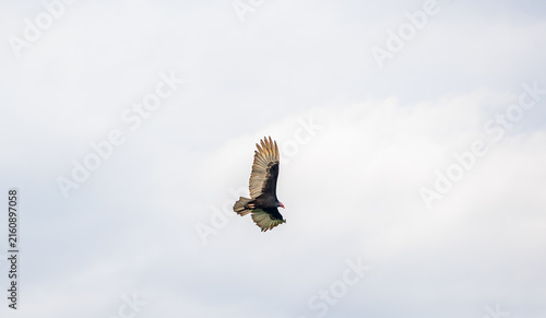 Turkey vulture in flight over Ek Balam Yucatan Mexico