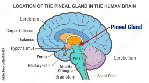 Bild auf Leinwand Pineal Gland Brain Location Diagram