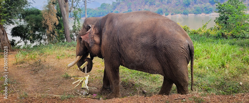 Elephant life