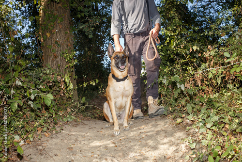 Belgian malinois dog sitting with handler on forest path, useful for security services, dog training schools, pet brands, outdoor gear