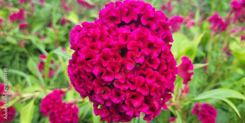 Crested Celosia