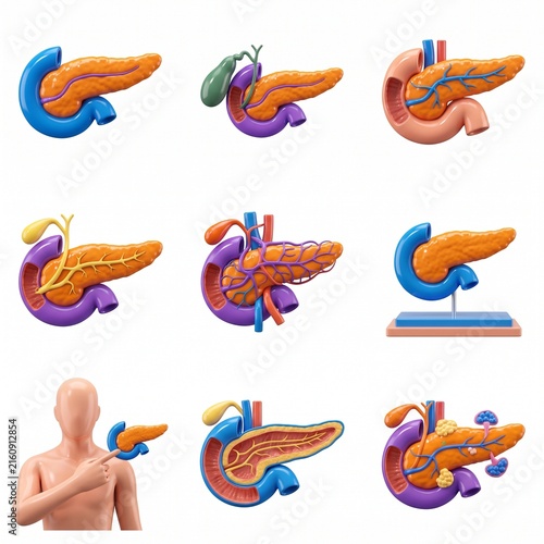 3D Medical Illustration Set of Human Pancreas Anatomy and Internal Organs for Healthcare and Education