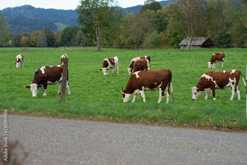 Cuadro en lienzo Grazing cows enjoy a peaceful autumn day in a serene countryside landscape with
