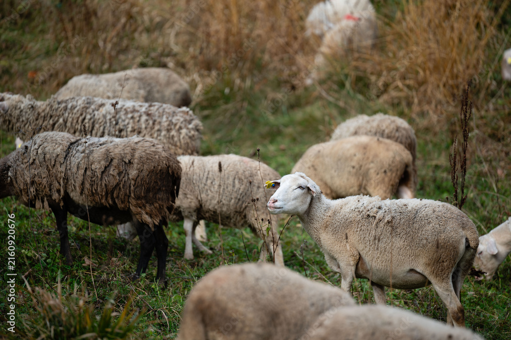 Naklejka premium Herd of sheep grazing peacefully in a lush green meadow under the golden light of the late afternoon sun, creating a serene pastoral landscape