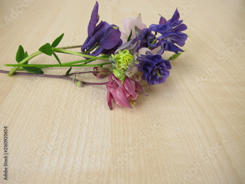 A small colorful posy of columbine flowers