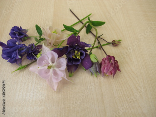 A small colorful posy of columbine flowers