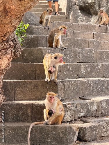 Photography Macaques sauvages installés sur les marches en pierre d'un site historique