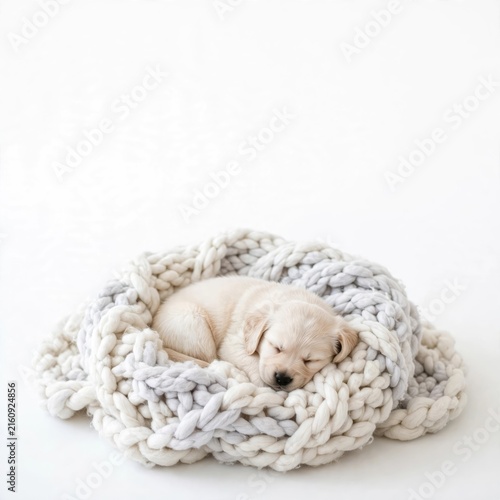 Sleeping Puppy in Cozy Knitted Nest