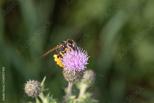 Fotografía Bio Diversity - Philanthus triangulum - European Beewolf on Thistle Flower