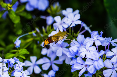 Konstfotografi The hummingbird hawk-moth hovering and sipping nectar on the blue plumbago