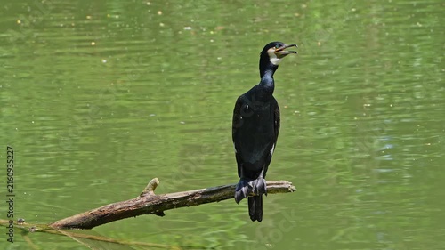 The great cormorant, Phalacrocorax carbo known as the great black cormorant across the Northern Hemisphere, the black cormorant in Australia and the black shag further south in New Zealand