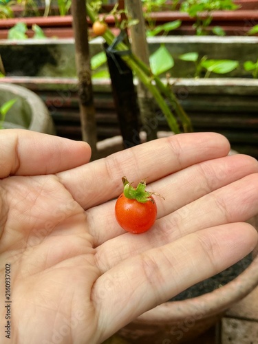 Canvastavla Close up of a person's hand holding a freshly picked ripe red cherry tomato from an organic homegrown tomato plant in a pot
