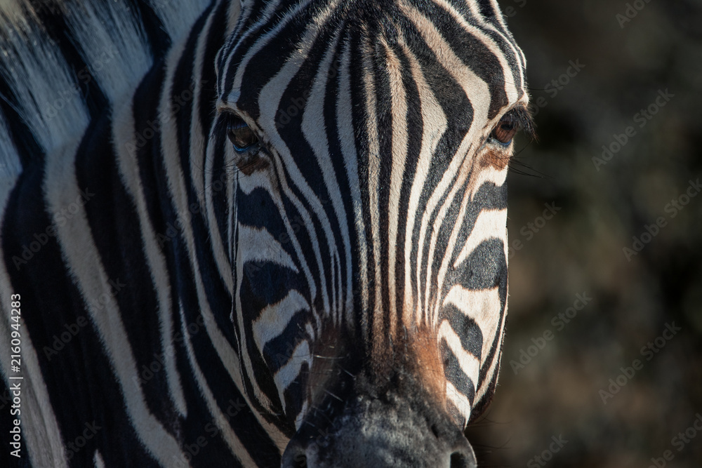Naklejka premium Zebra face showing unique stripe pattern in Namibia