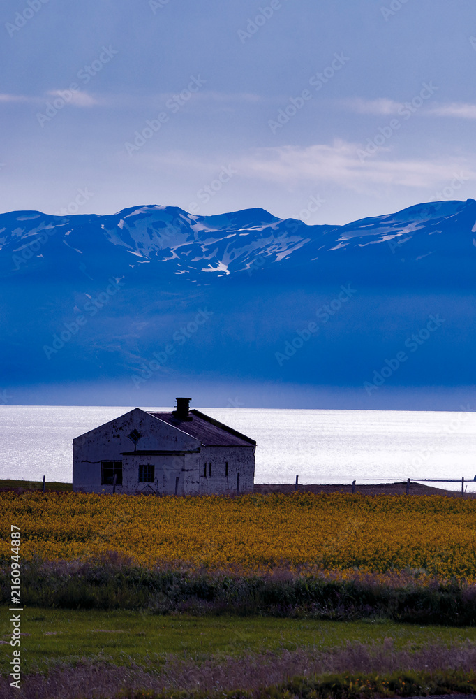 Fototapeta premium Iceland, Europe: an isolated farmhouse on a yellow wildflowers field along the shores of Eyjafjordur, the longest fjord of the North 