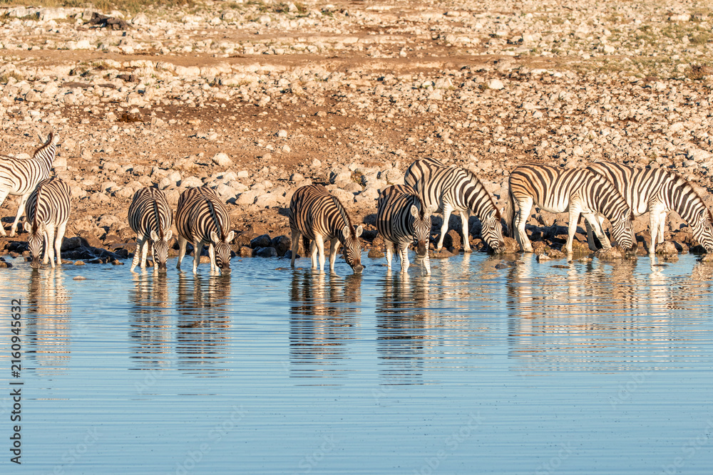 Naklejka premium Zebras drinking water at a waterhole in Etosha National Park Namibia