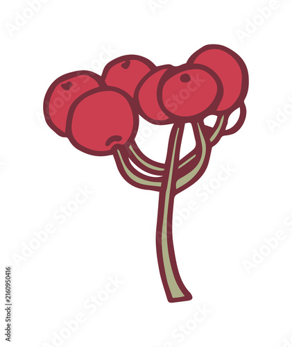 Autumn hand drawn red berries with sage green botany design, Botanical no background
