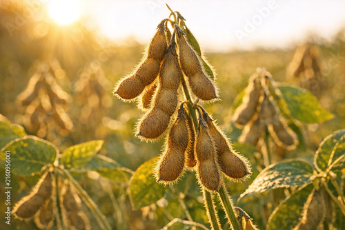 Bright sun in a wheat field with sunflowers and plants growing among the grains.