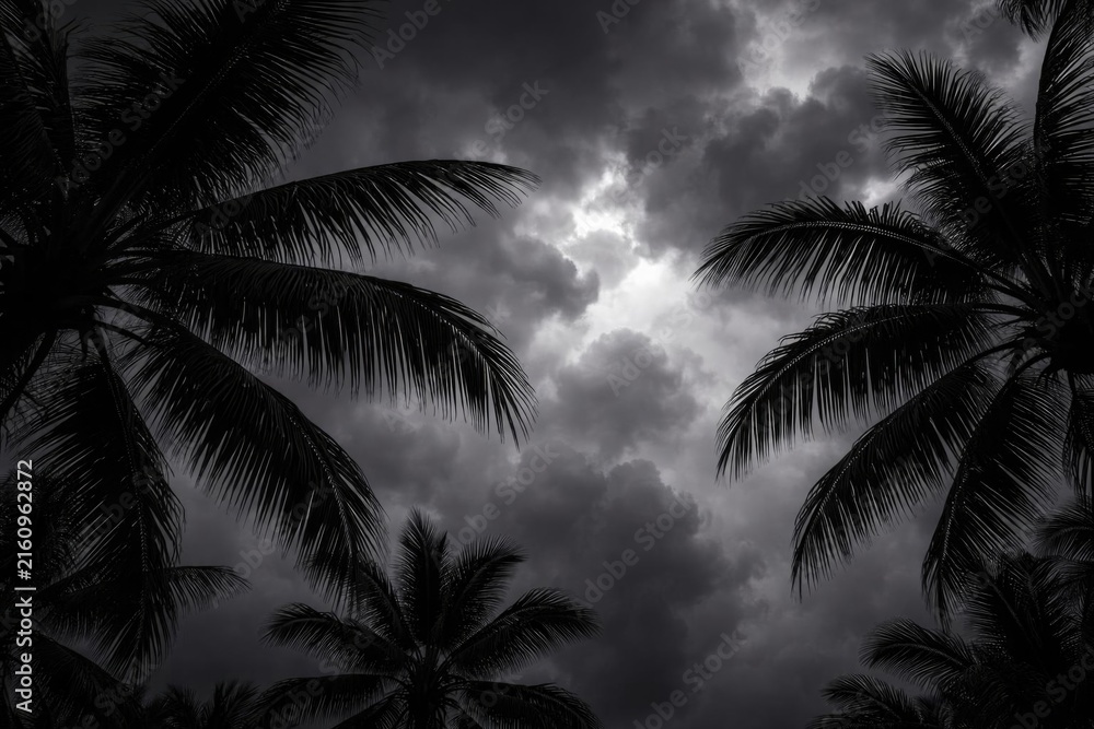 Fototapeta premium Palm Trees Silhouette Against Dark Stormy Clouds in Monochrome