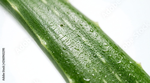 Fresh aloe vera leaf with water droplets isolated on white background macro shot droplets skincare moisture hydration cosmetic medicine botanical ingredient soothing treatment wellness