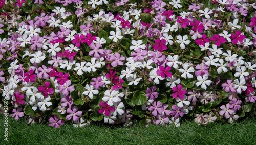 Vibrant Pink and White Flowers in Bloom on Green Grass