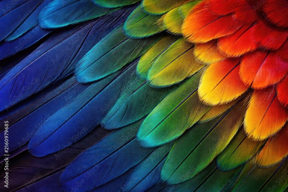 Obraz premium Colorful Bird Feathers in Gradient from Blue to Yellow and Orange