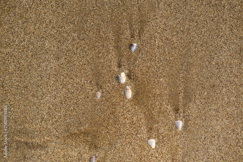 Golden Wet Beach Sand with Small Seashells and Wave Retreat Trails, Natural Coastal Background for Design