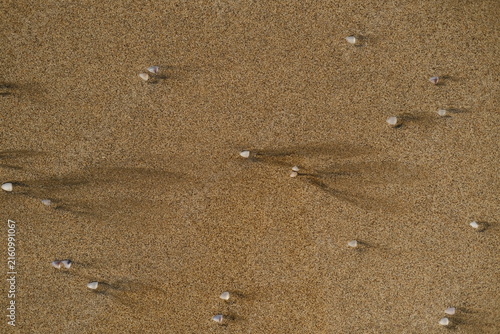 Konstfotografi Golden Wet Beach Sand with Small Seashells and Wave Retreat Trails, Natural Coas