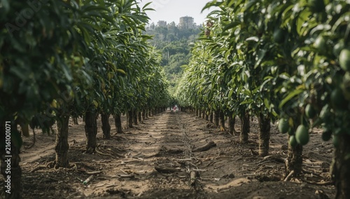 Mango Orchard Rows with Lush Green Trees and Soft Natural Light
