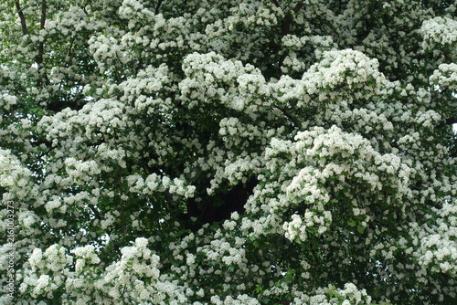 Lots of white flowers of one-seed hawthorn in mid May