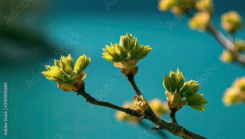 Delicate new green buds unfurl on a branch against a soft blue sky