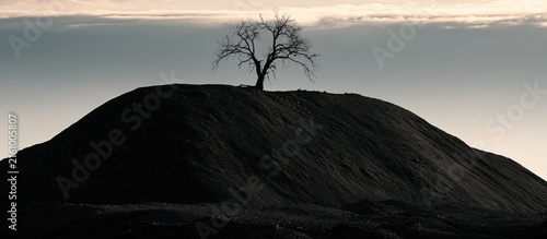 Solitary bare tree stands atop a dark, barren hill under a muted sky