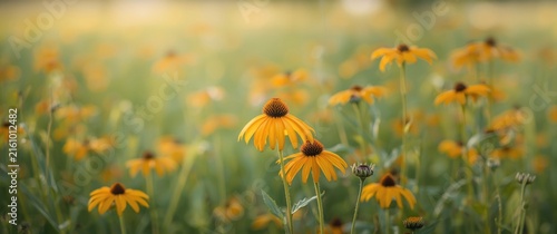 Plakat w ramie Yellow Wildflowers Blooming in Soft Focus Meadow During Summer