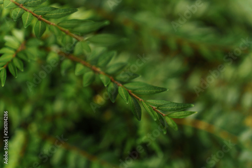 Foto Macro shot of vibrant green Lonicera nitida leaves with a blurry background, cap