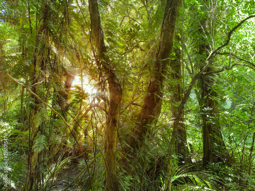 New Zealand native bush. Tree ferns and Supplejack vines at Battle Hill Farm Forest Park, Wellington region, North Island. Light shining through trees. Beautiful nature.