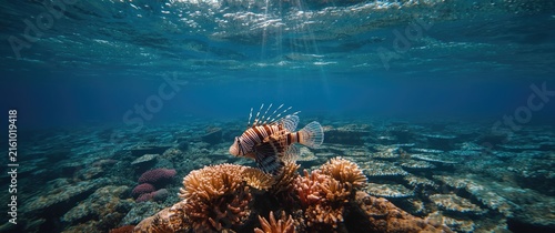 Lionfish Swimming Among Coral Reefs Underneath Sunlit Ocean Surface