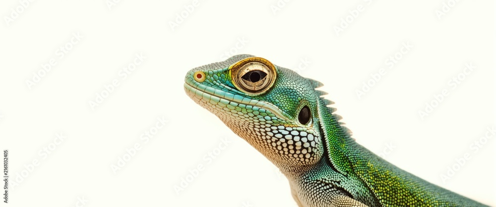 Obraz premium Green Gecko Portrait with Detailed Scales Isolated on White
