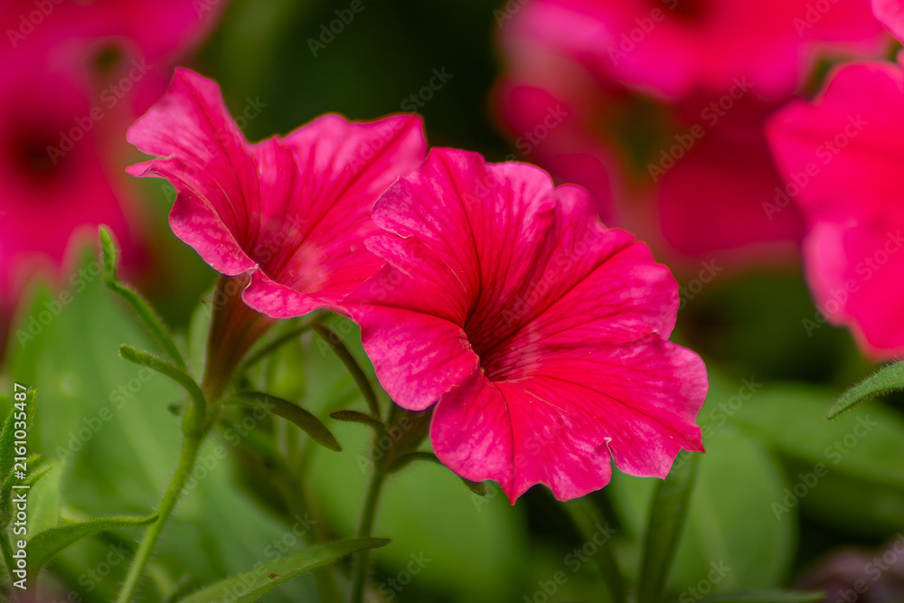 Obraz premium Horizontal garden photography of bright pink petunia flowers real life photography